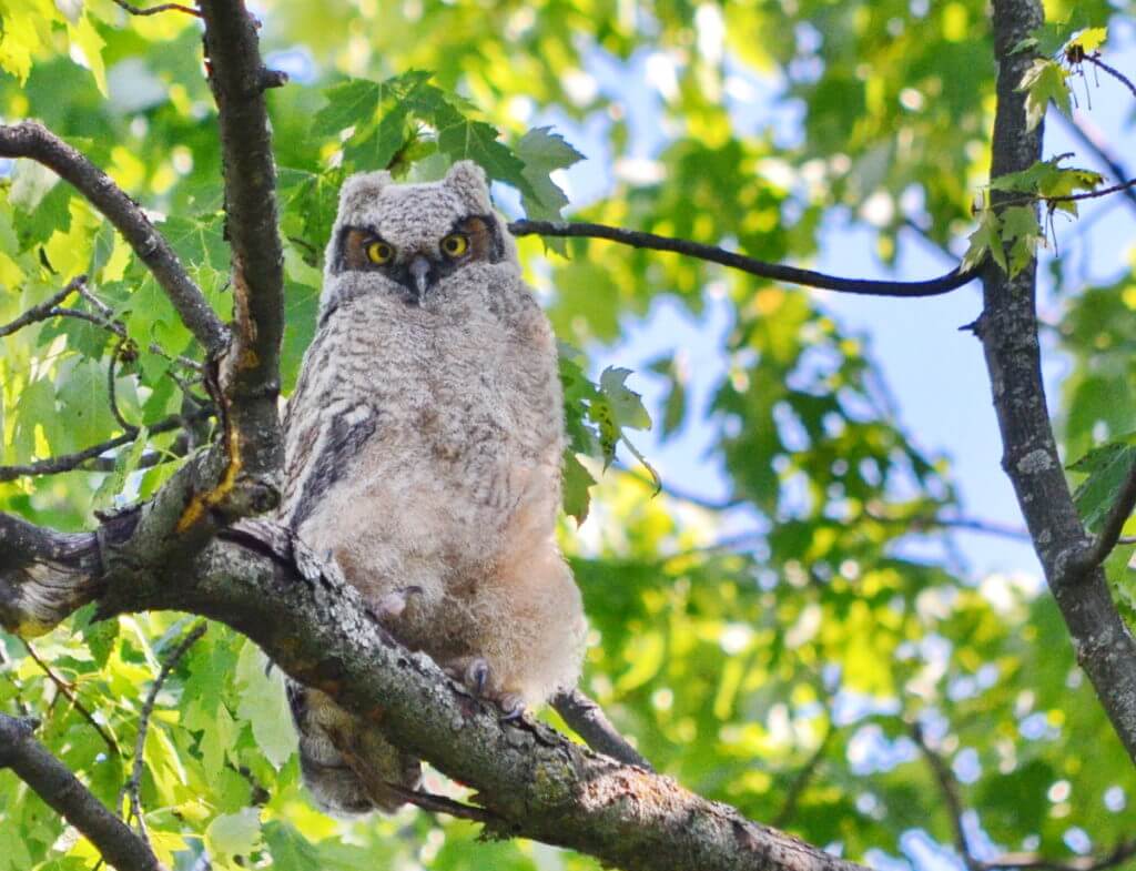 a great horned owlet, markham, ontario