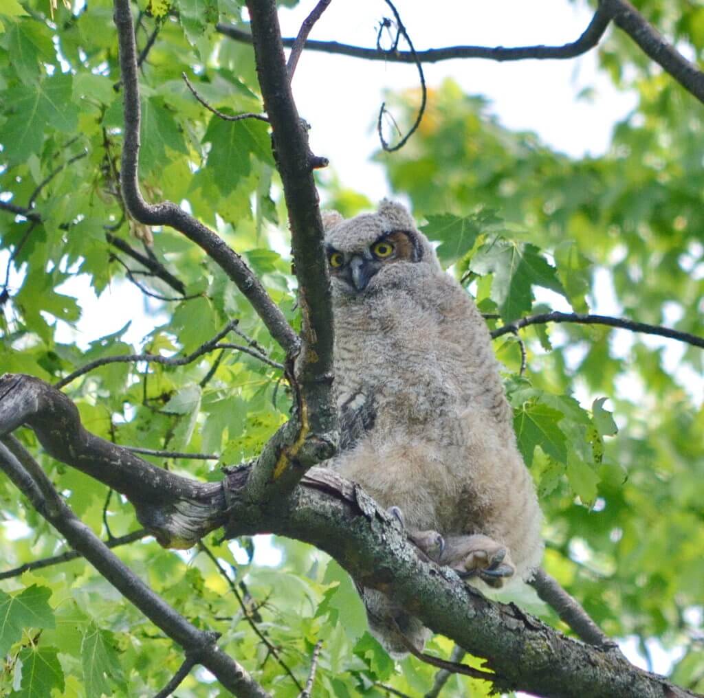 a great horned owlet, markham, ontario