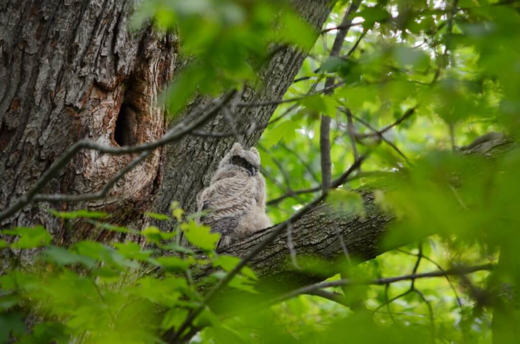 great horned owlet, markham, ontario