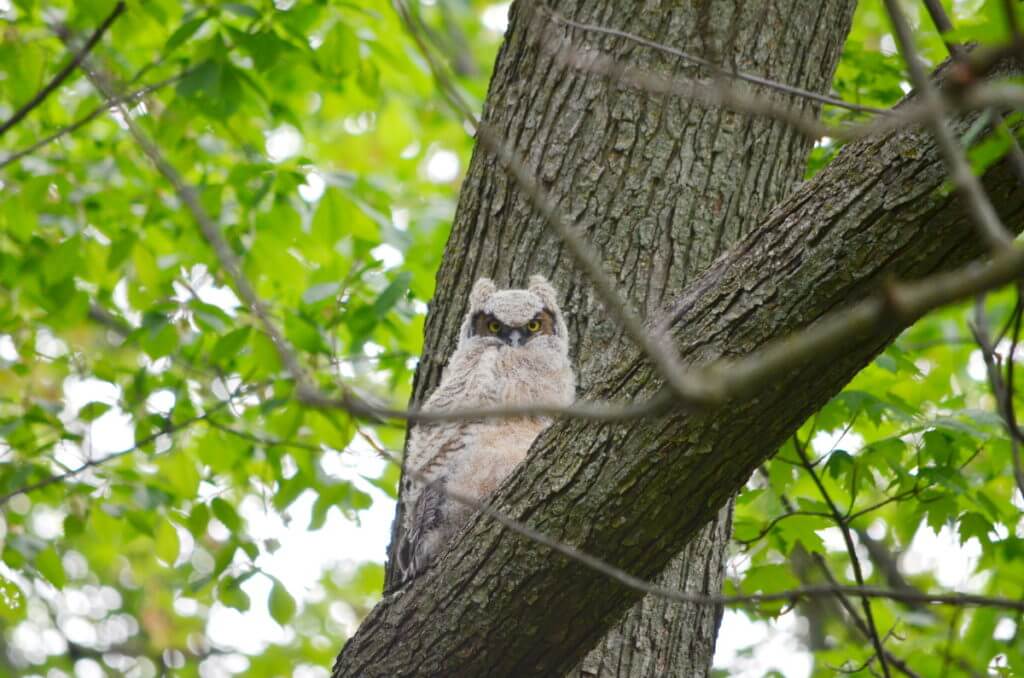 great horned owlet, markham, ontario