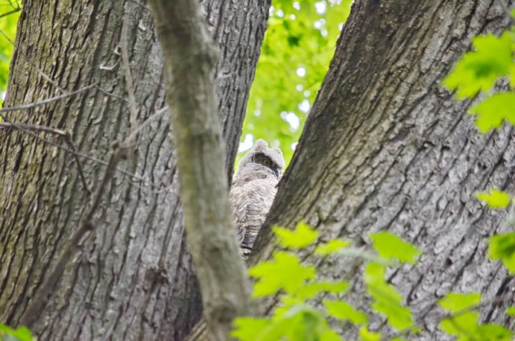 great horned owlet, markham, ontario