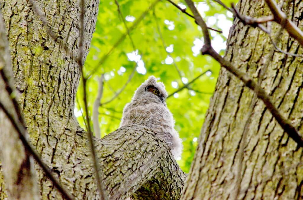 great horned owlet, markham, ontario