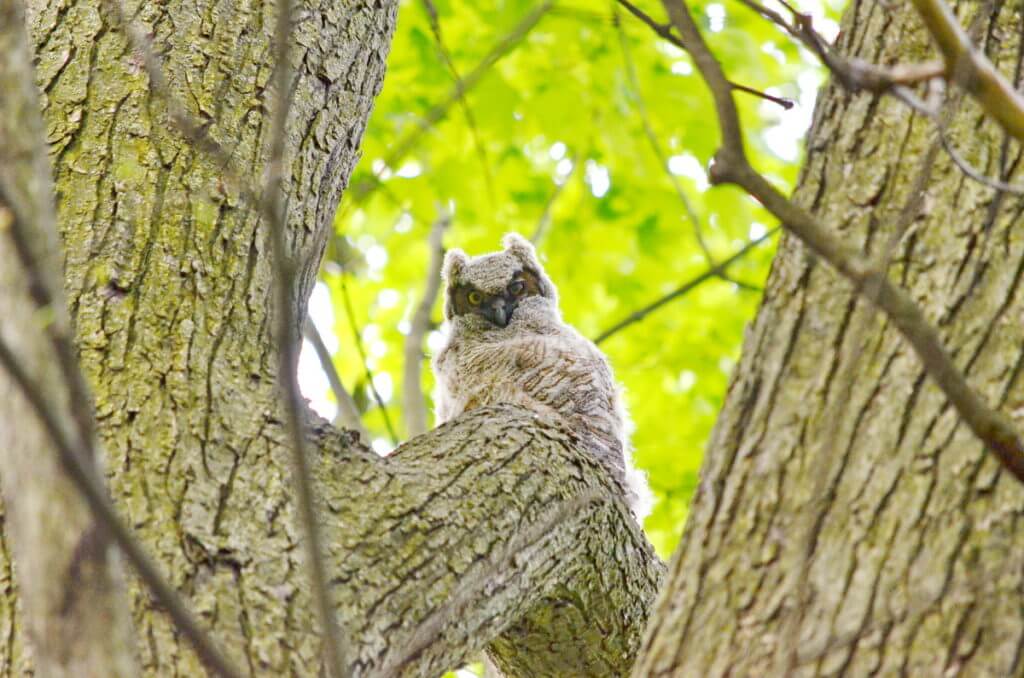great horned owlet, markham, ontario