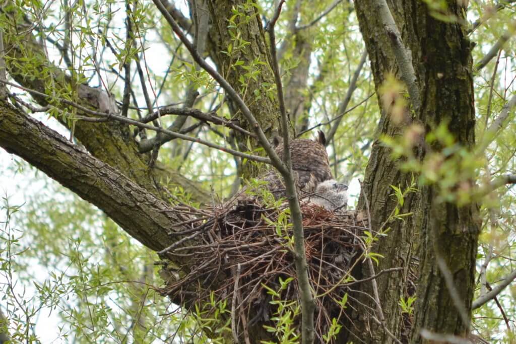 great horned owl and owlet in a nest, markham, ontario