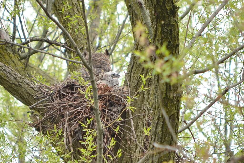 a great horned owl and owlet in the nest, markham, ontario