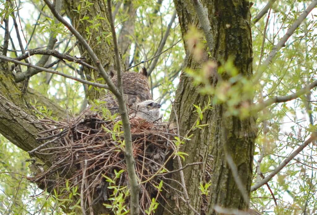 great horned owl and owlet in a nest, markham, ontario