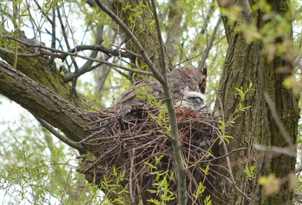 great horned owl and owlet in a nest, markham, ontario