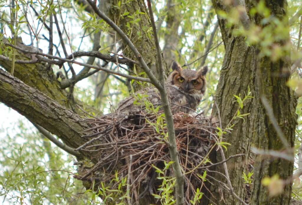 great horned owl, markham, ontario