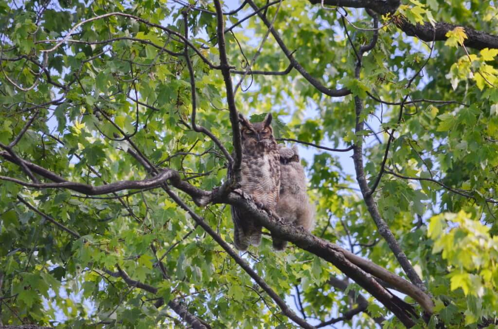 a great horned owl and owlet, markham, ontario