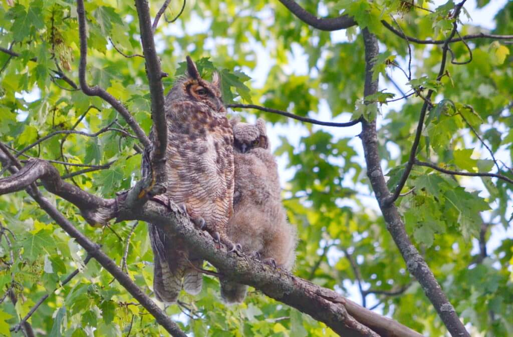 a great horned owl and owlet, markham, ontario