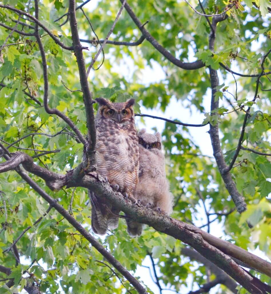a great horned owl and owlet, markham, ontario