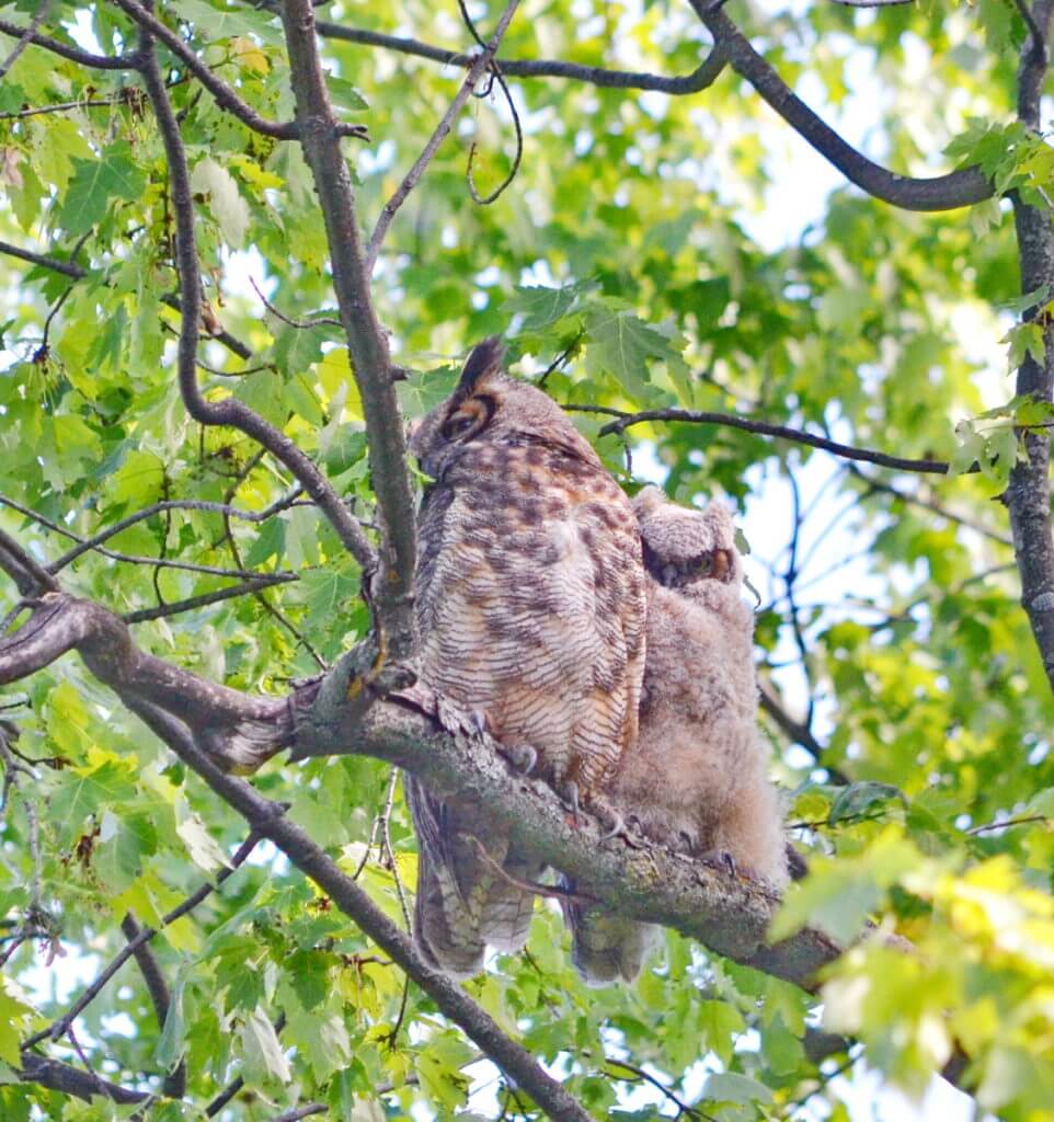 a great horned owl and owlet, markham, ontario