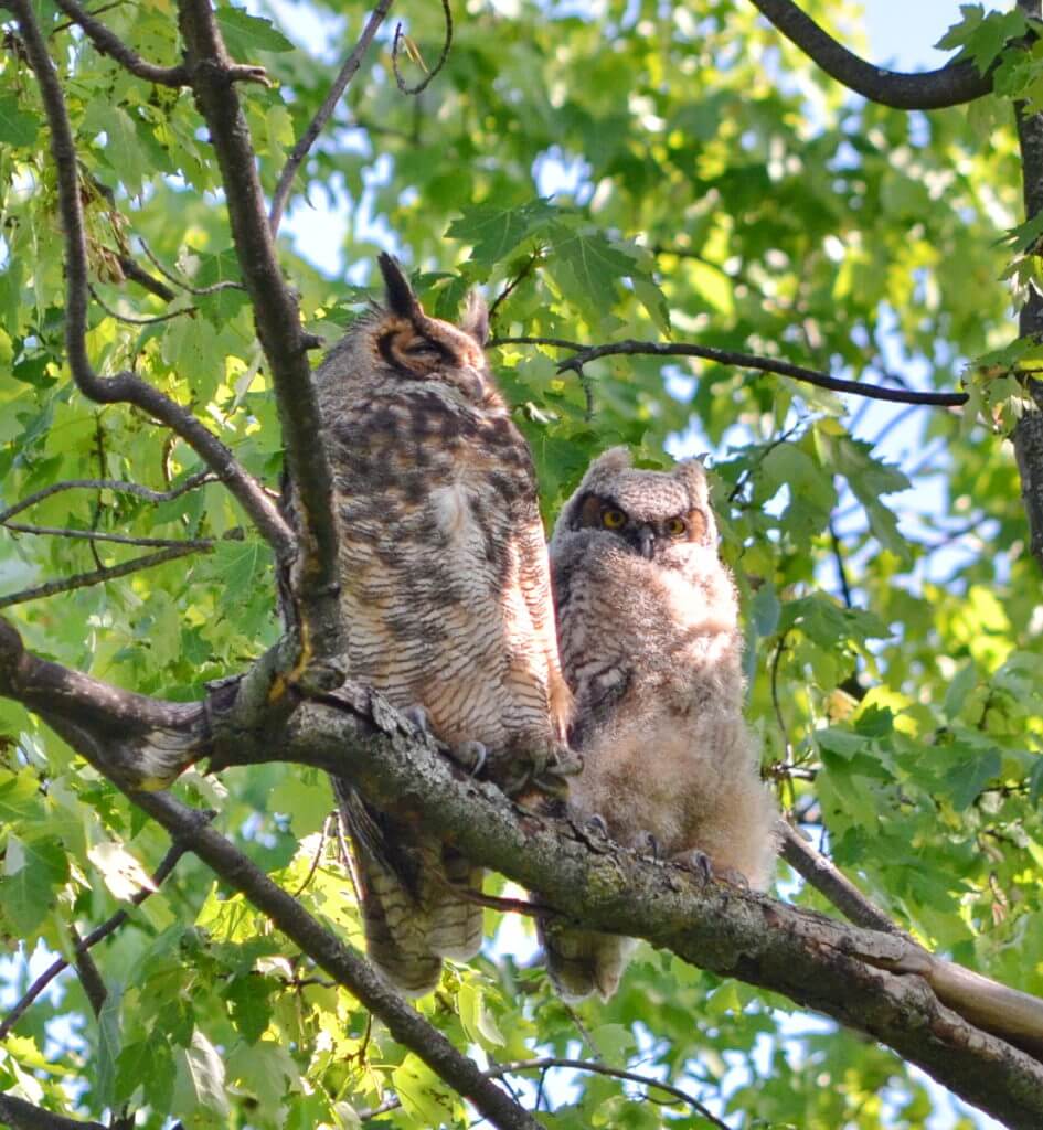 a great horned owl and owlet, markham, ontario