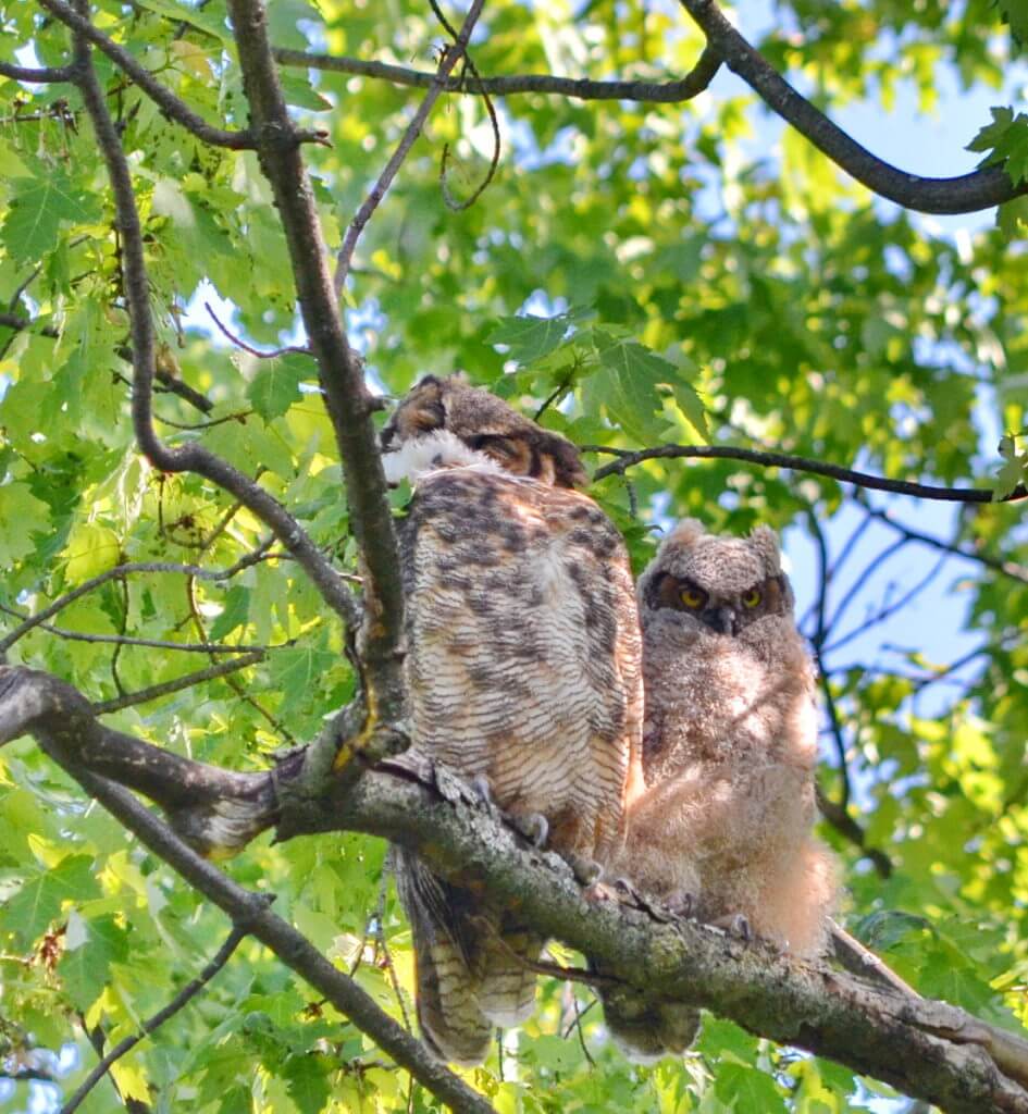 a great horned owl and owlet, markham, ontario