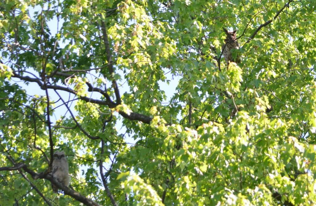 a great horned owl and owlet, markham, ontario
