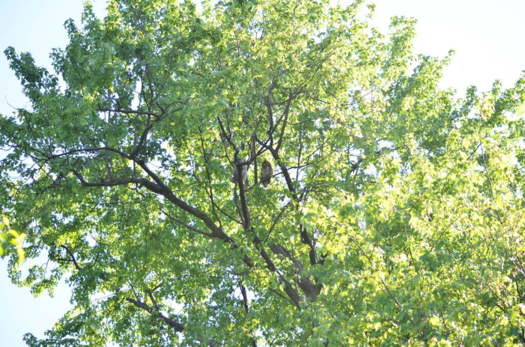 a great horned owl and owlet, markham, ontario