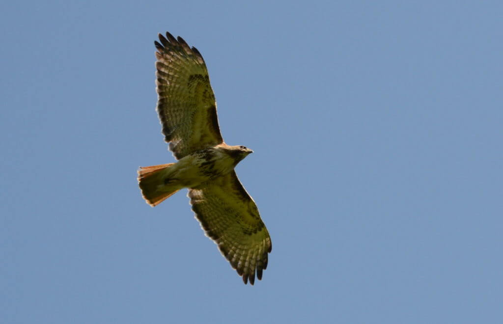 a red-tailed hawk, markham, ontario