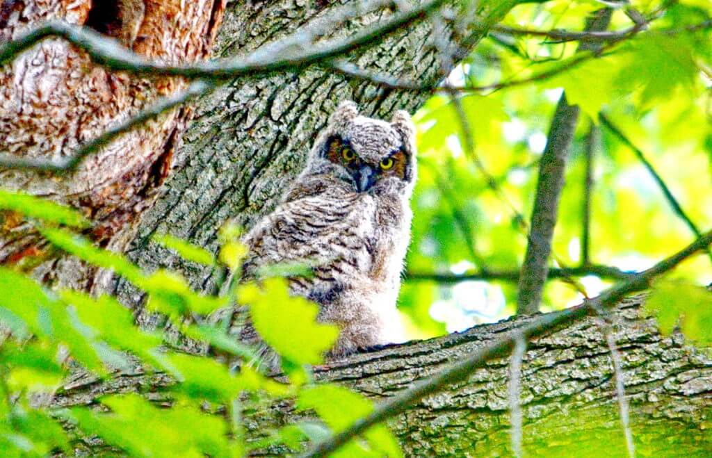 great horned owlet, markham, ontario