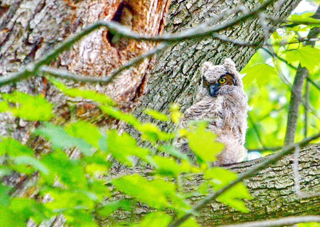 great horned owlet, markham, ontario