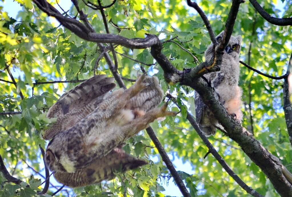 a great horned owl taking flight, markham, ontario