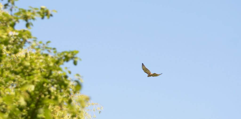 a red-tailed hawk, markham, ontario