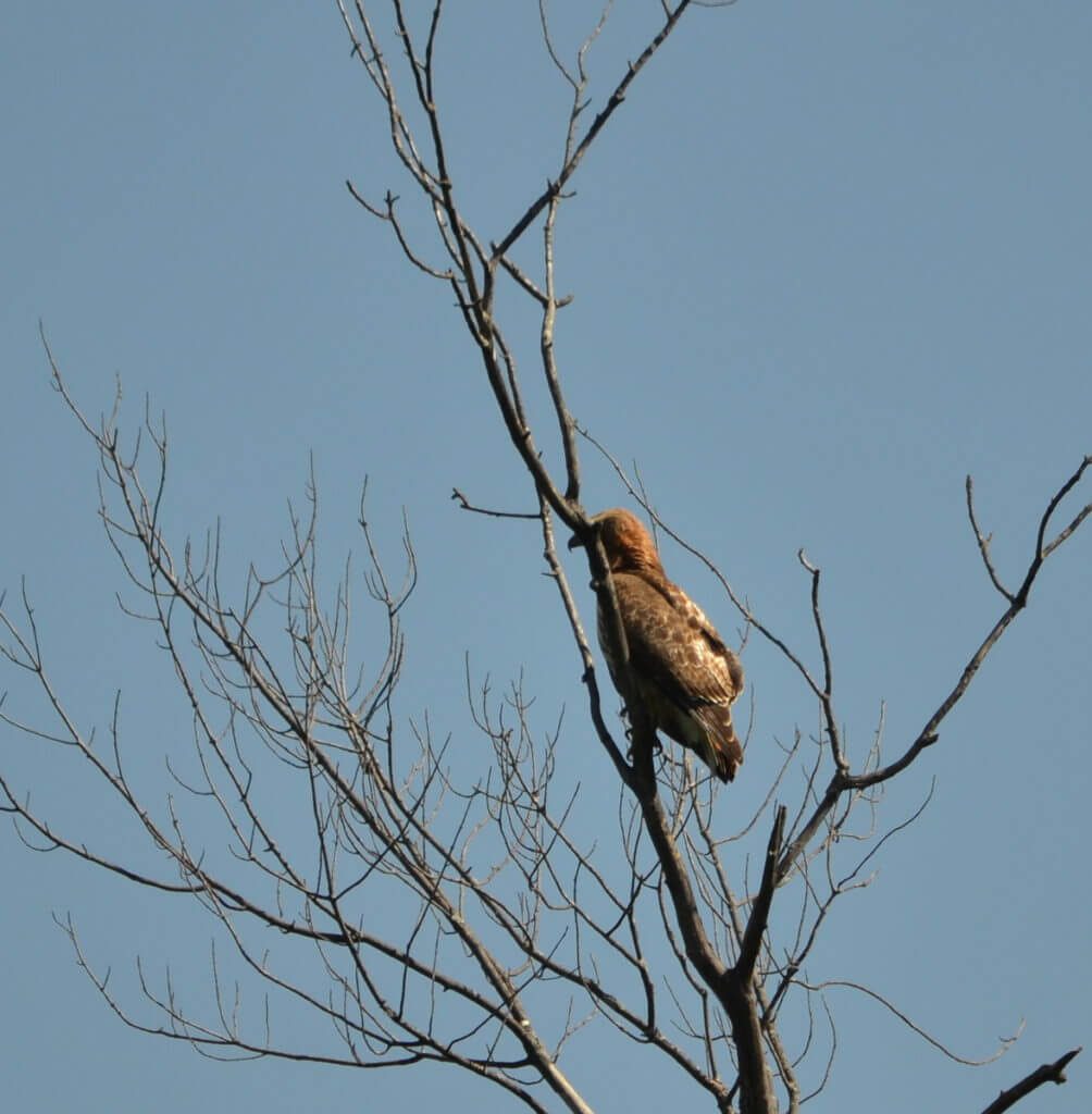 a red-tailed hawk, markham, ontario