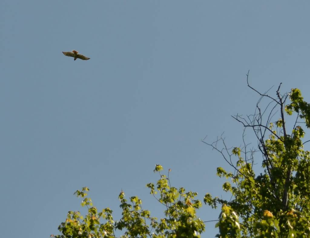 a red-tailed hawk, markham, ontario