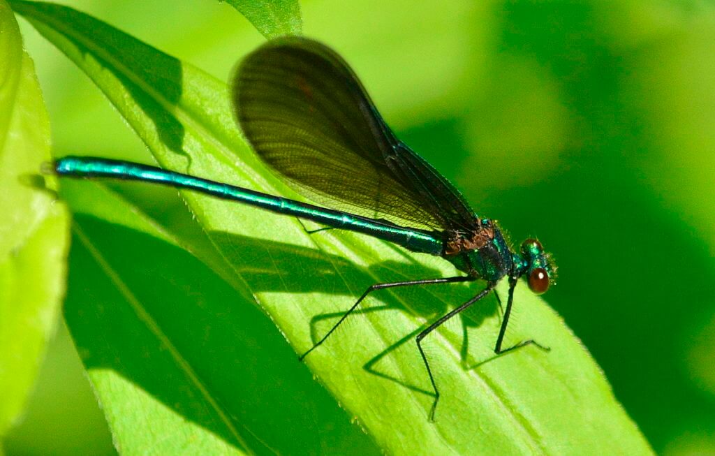 ebony jewelwing damselfly, markham, ontario