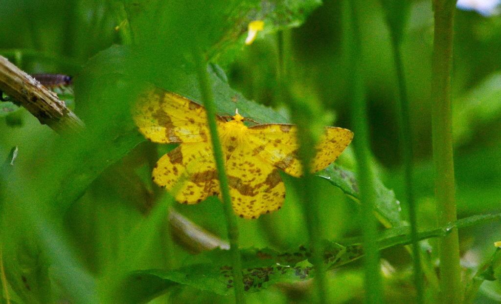 crocus geometer moth, markham, ontario