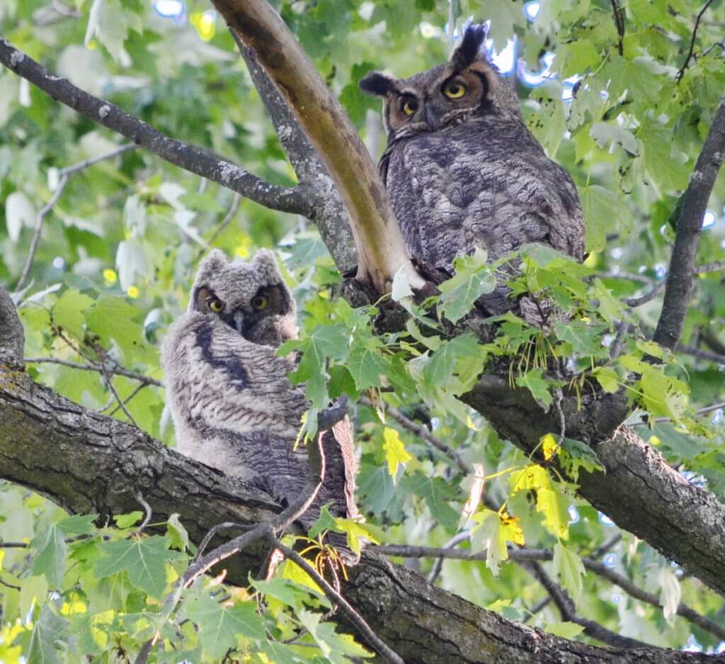 a great horned owl and owlet, markham, ontario