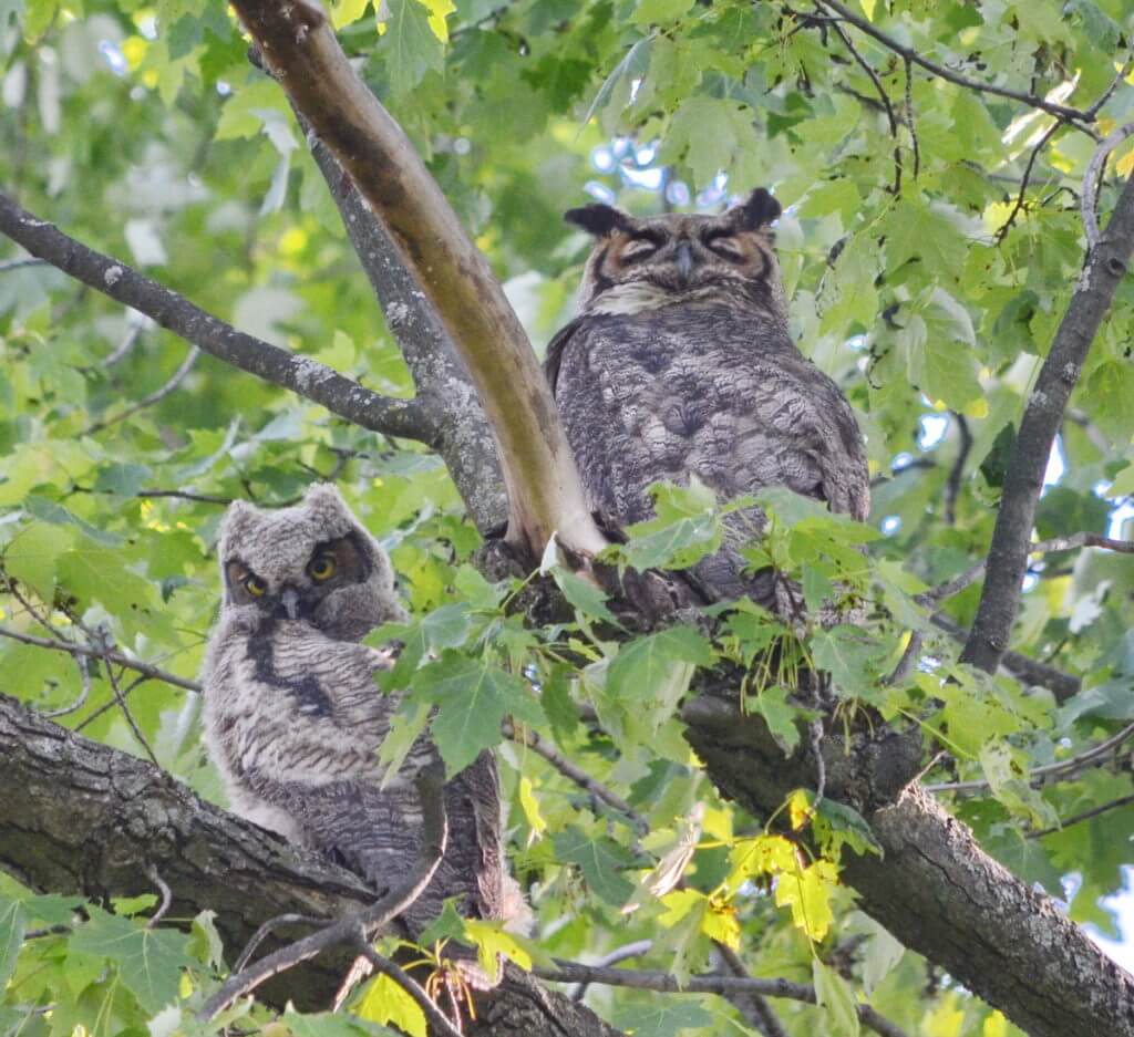 a great horned owl and owlet, markham, ontario