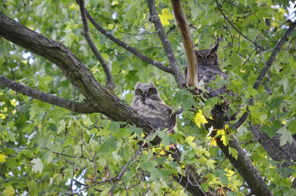 a great horned owl and owlet, markham, ontario