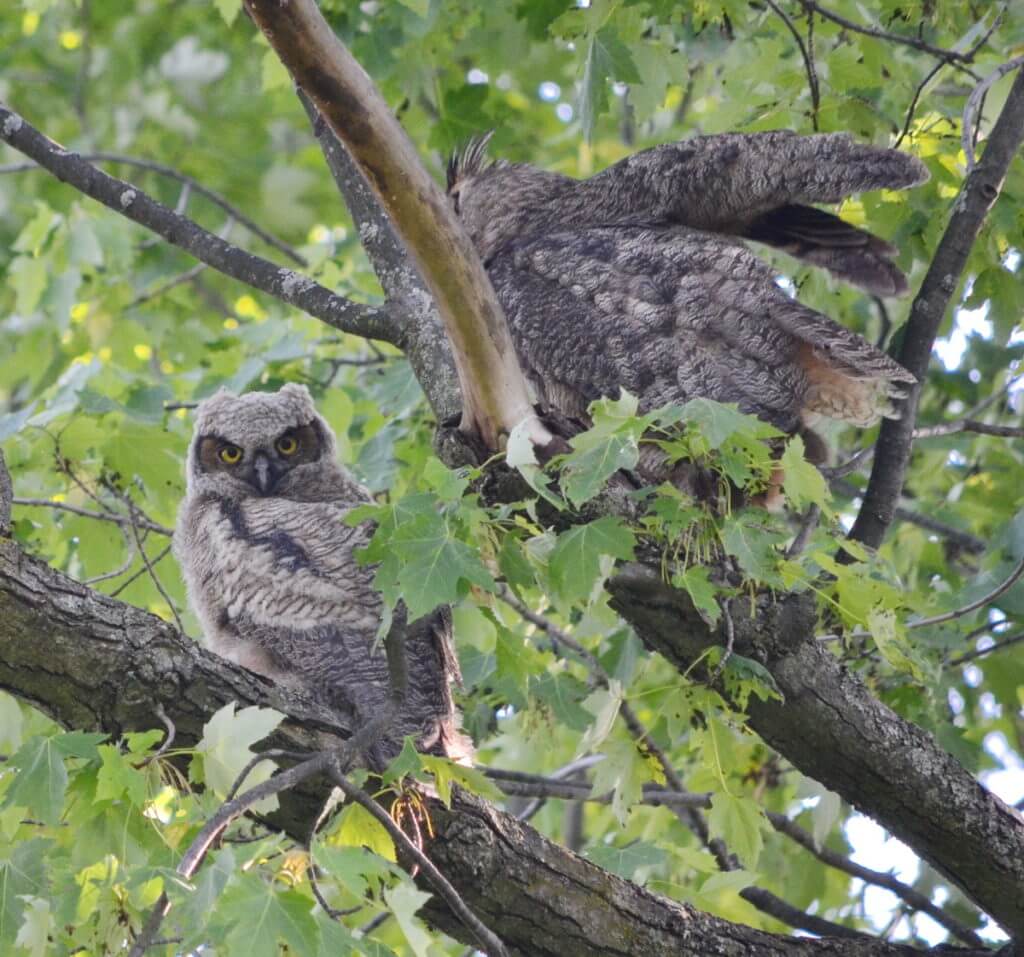 a great horned owl and owlet, markham, ontario