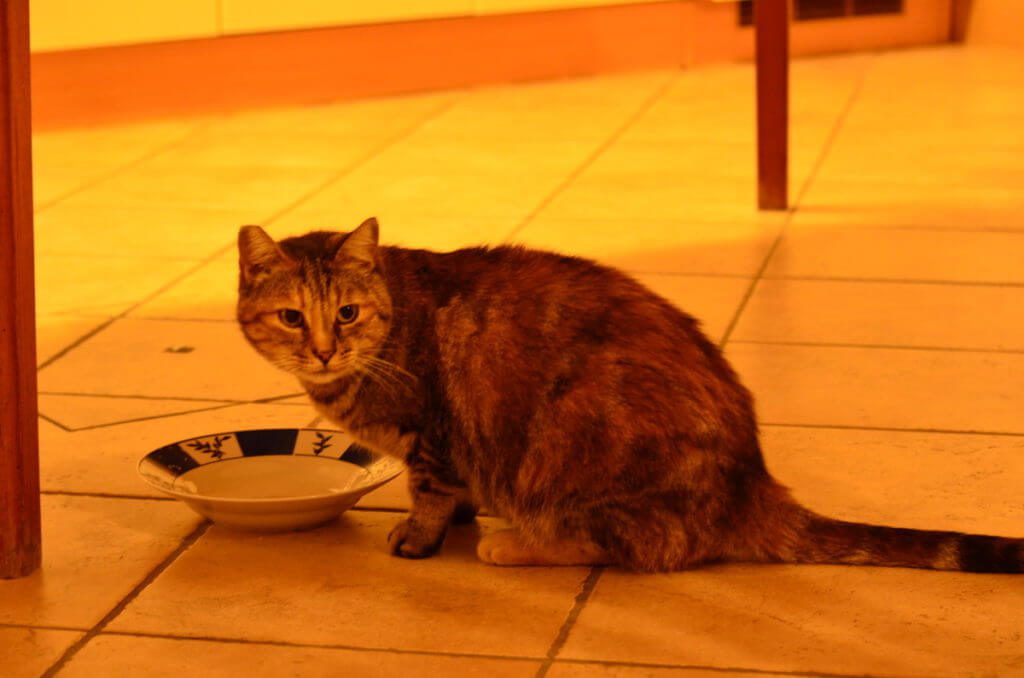 elsa, Agriturismo Forzello, rovigo, italy