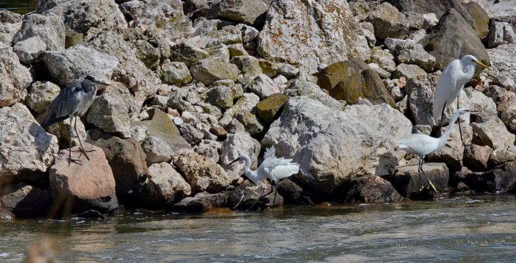 gray heron, little egret, great white egret, po river delta, italy