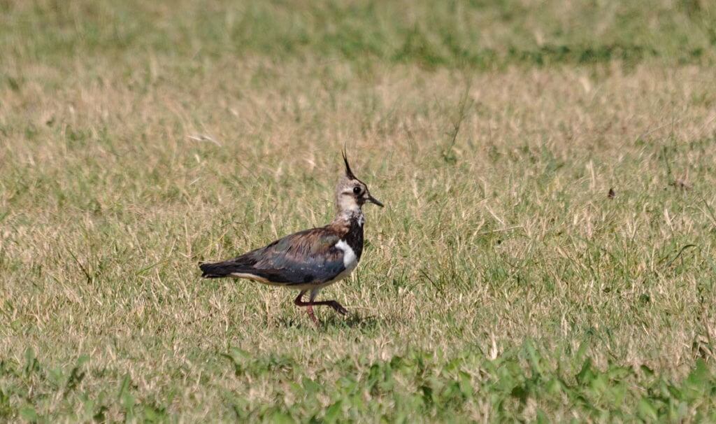 northern lapwing, san basilio, italy