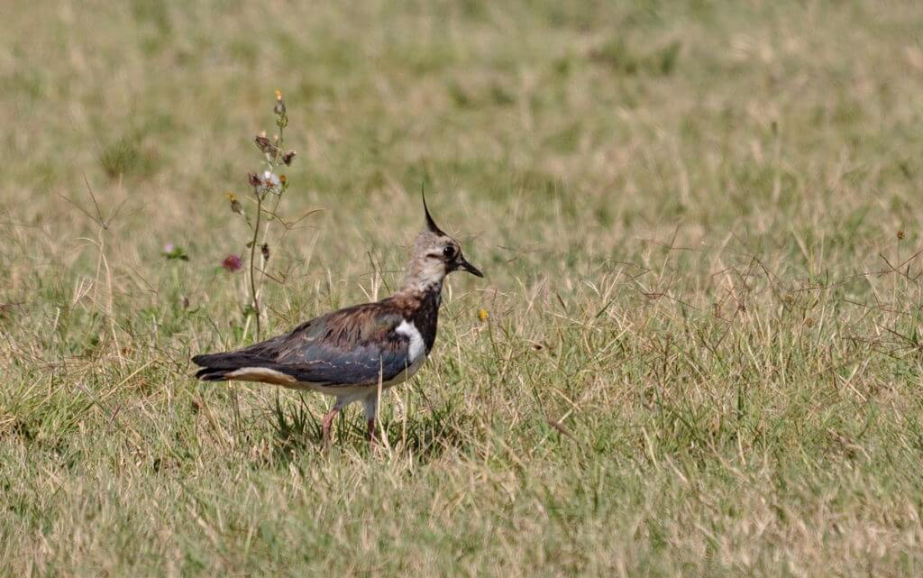 northern lapwing, san basilio, italy