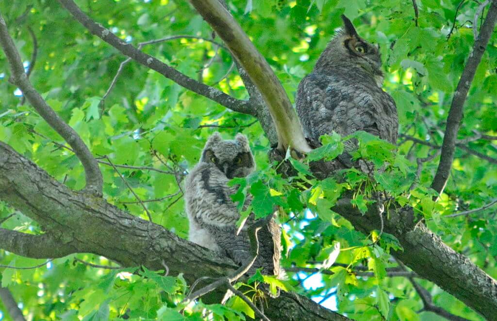 a great horned owl and owlet, markham, ontario