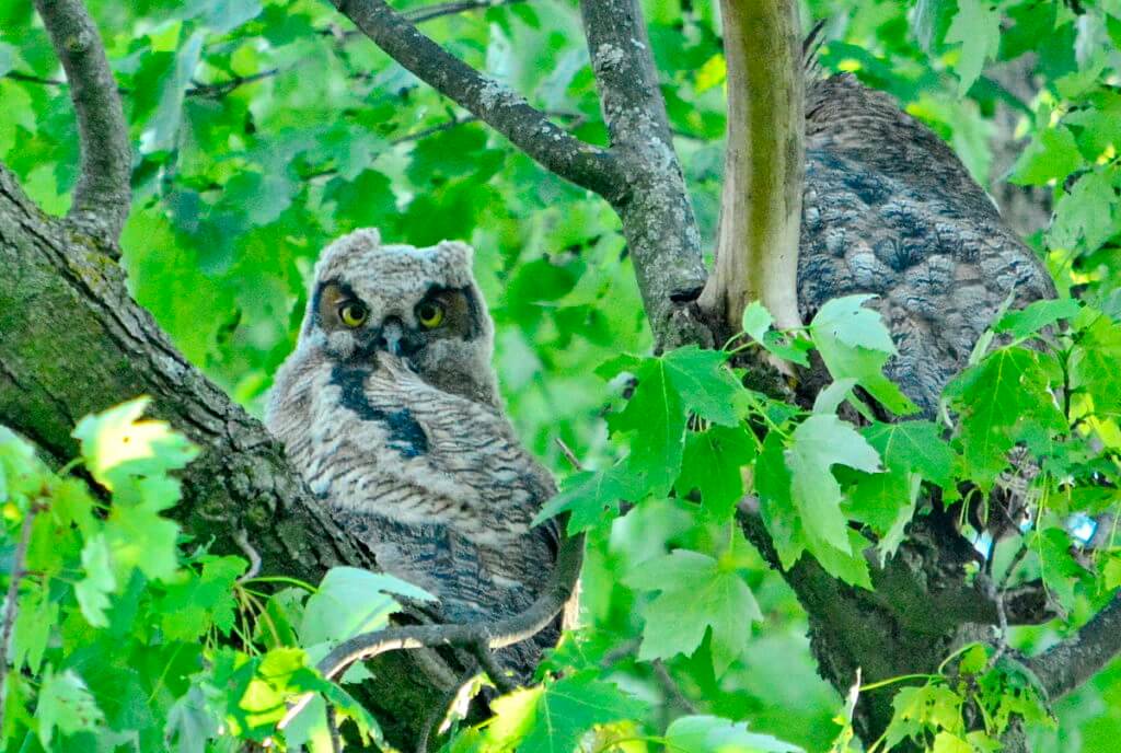 great horned owl and owlet, markham, ontario