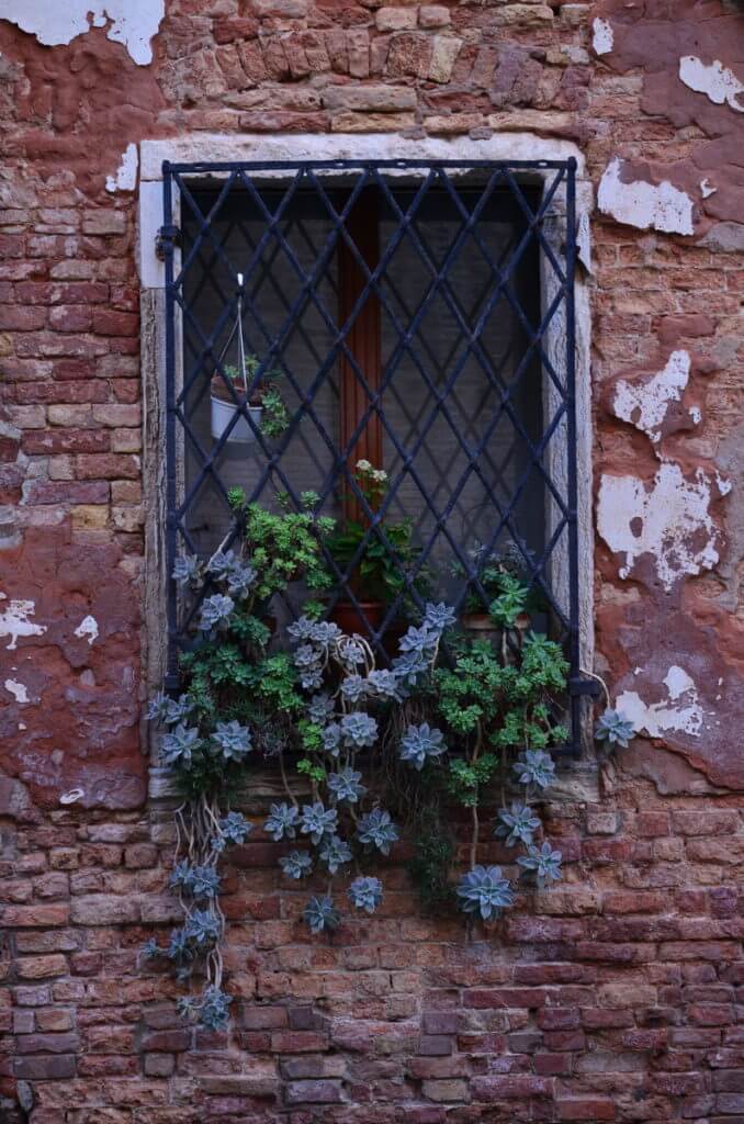 windowbox garden, venice italy