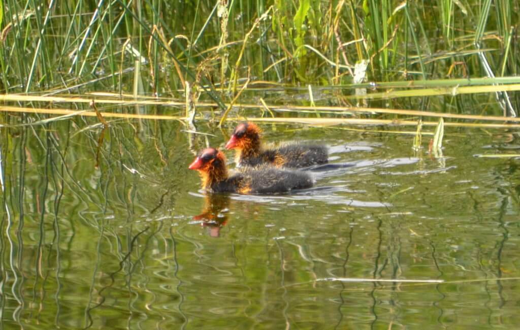 Image of coot fledglings swimming along a ditch near val marie, saskatchewan 