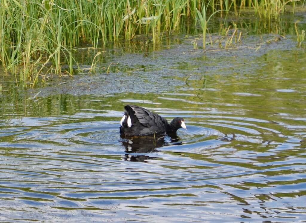 Image of a coot swimming along water in a ditch near val marie, saskatchewan 