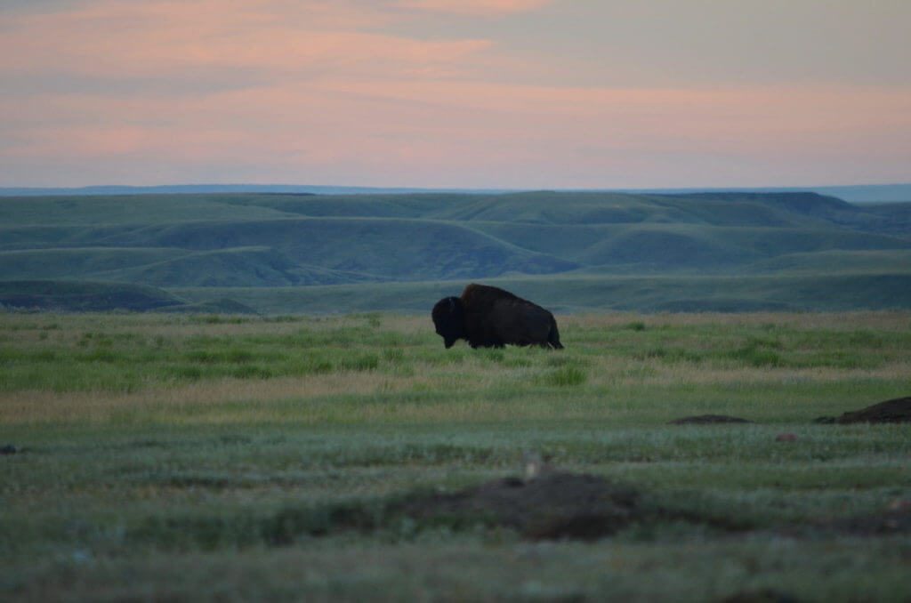 Image of a bison in morning light in grasslands national park, saskatchewan, canada