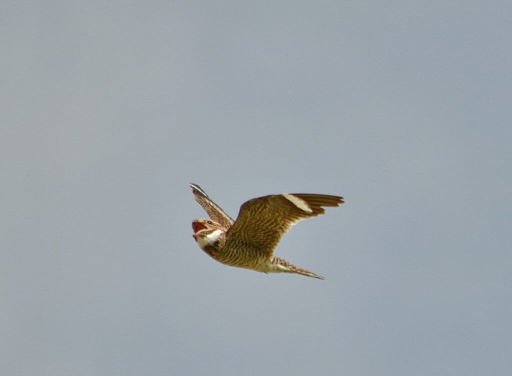 Image of a common nighthawk in flight near val marie, saskatchewan, canada