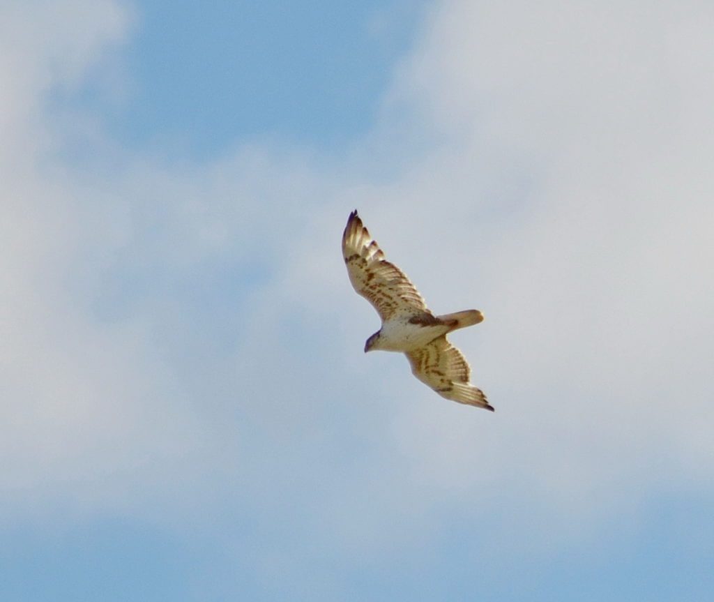 Image of a ferruginous hawk in flight above the timbergulch trail, grasslands national park, saskatchewan
