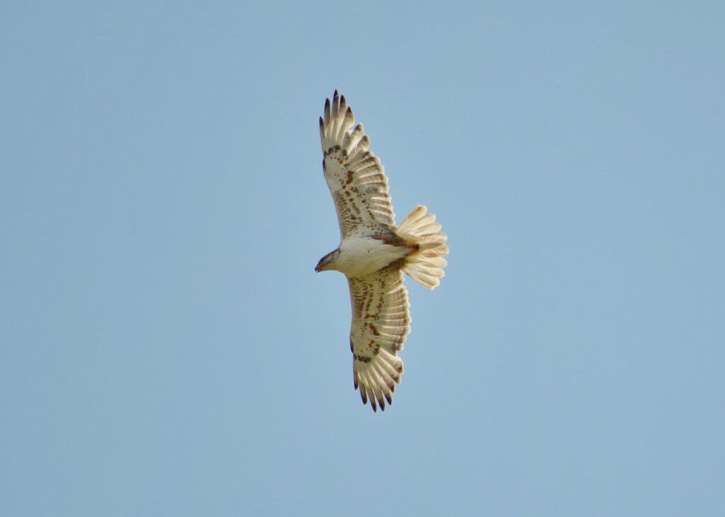 Image of a ferruginous hawk in flight above the timbergulch trail, grasslands national park, saskatchewan