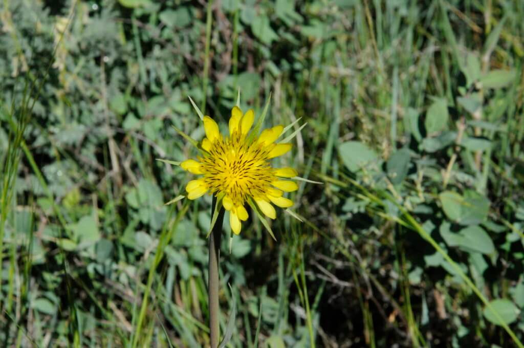 Image of goat's beard wildflower growing along the timbergulch trail, grasslands national park, saskatchewan
