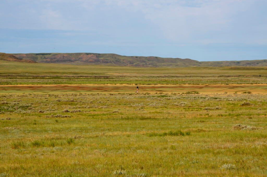 a Image of a prairie dog colony in morning light in grasslands national park, saskatchewan