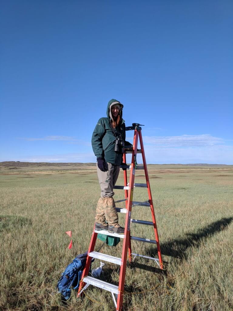 Image of a person conducting a study of a prairie dog colony, grasslands national park, saskatchewan