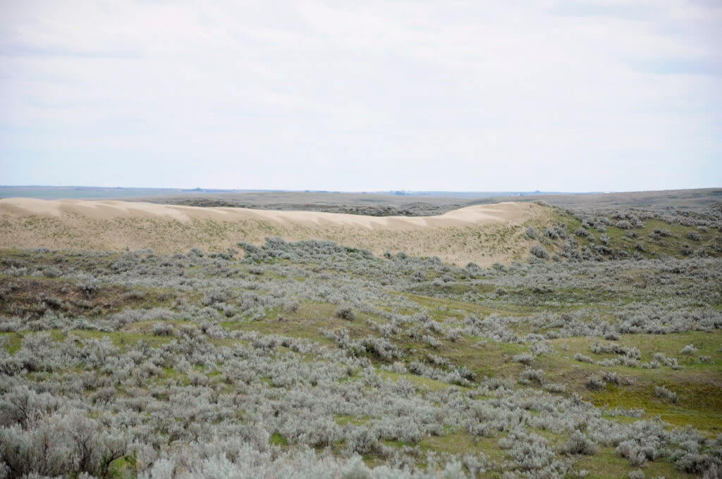 sand dunes, great sand hills ecological reserve, saskatchewan